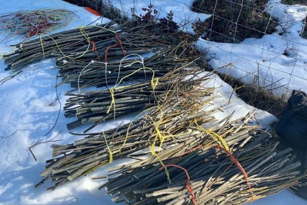 willow bundles to store over winter