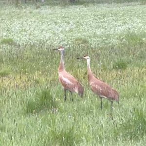 pair of Sandhill Cranes in wetland at Willow-Witt Ranch