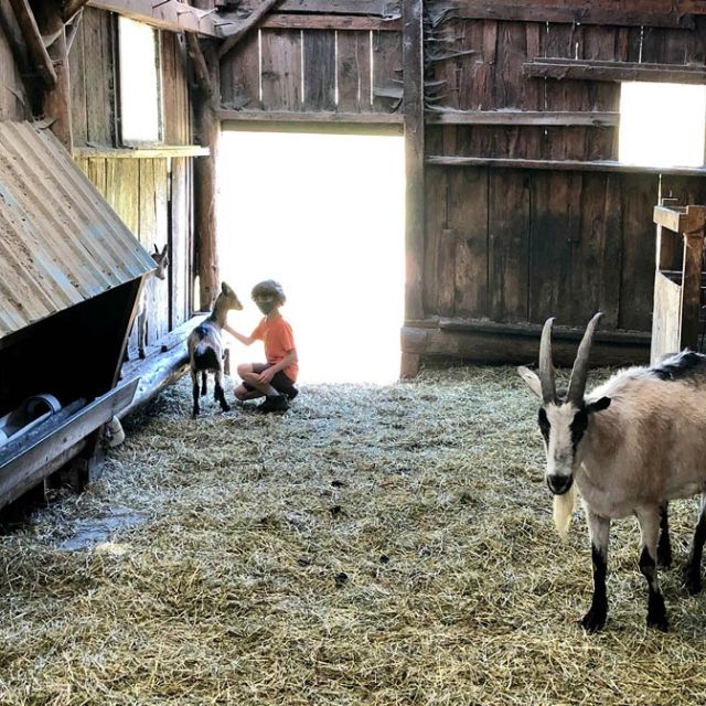 child petting goats