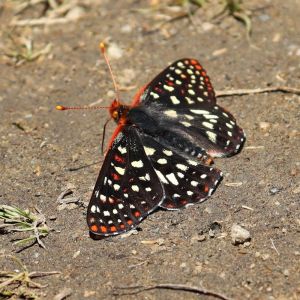 Variable Checkerspot butterfly
