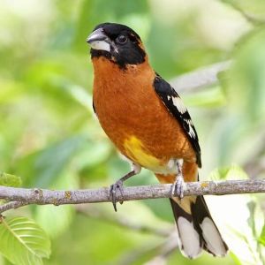 Black-headed Grosbeak photo by Marlene Casher