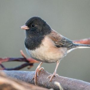 Dark-eyed Junco
