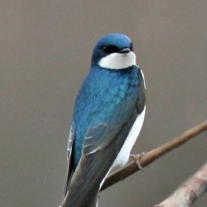 tree swallow