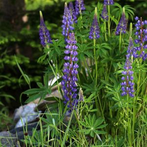 bigleaf lupine
