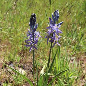 native Camas blooming