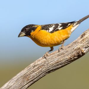 Black Headed Grosbeak