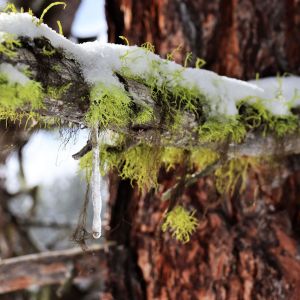 Wolf Lichen