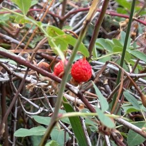 native rosehip closeup