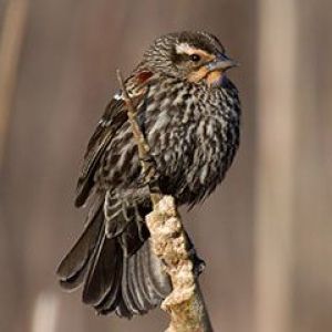 red-winged blackbird