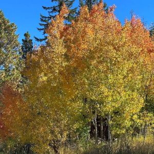 quaking aspen with fall colors
