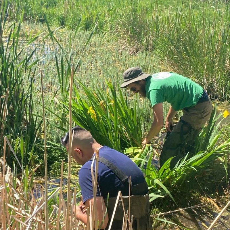 Upland Stewards Corps volunteers clearing non-native grasses