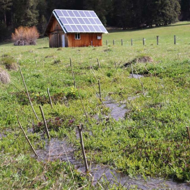 willow stakes transplanted in wet meadow