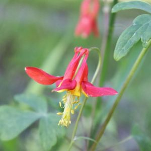 Western Columbine flower closeup