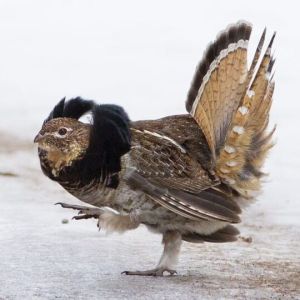 Ruffed Grouse