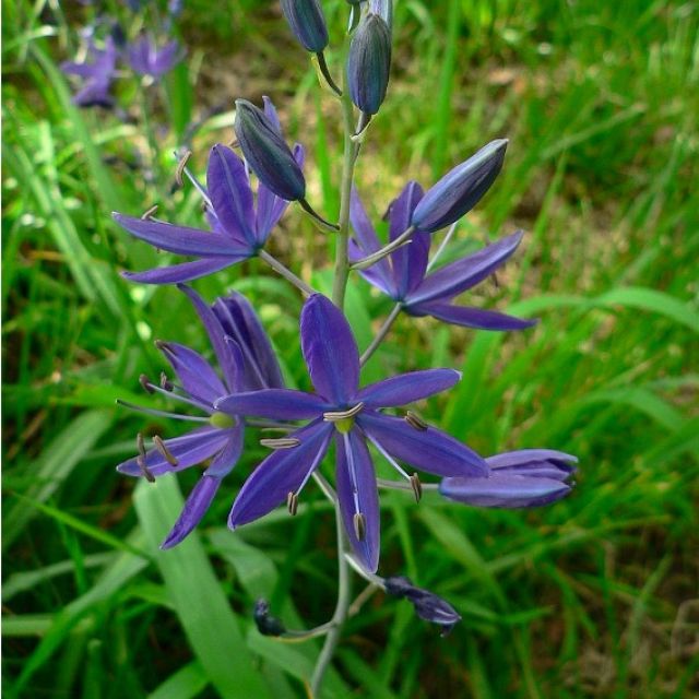 Camas in bloom, photo by Walter Siegmund