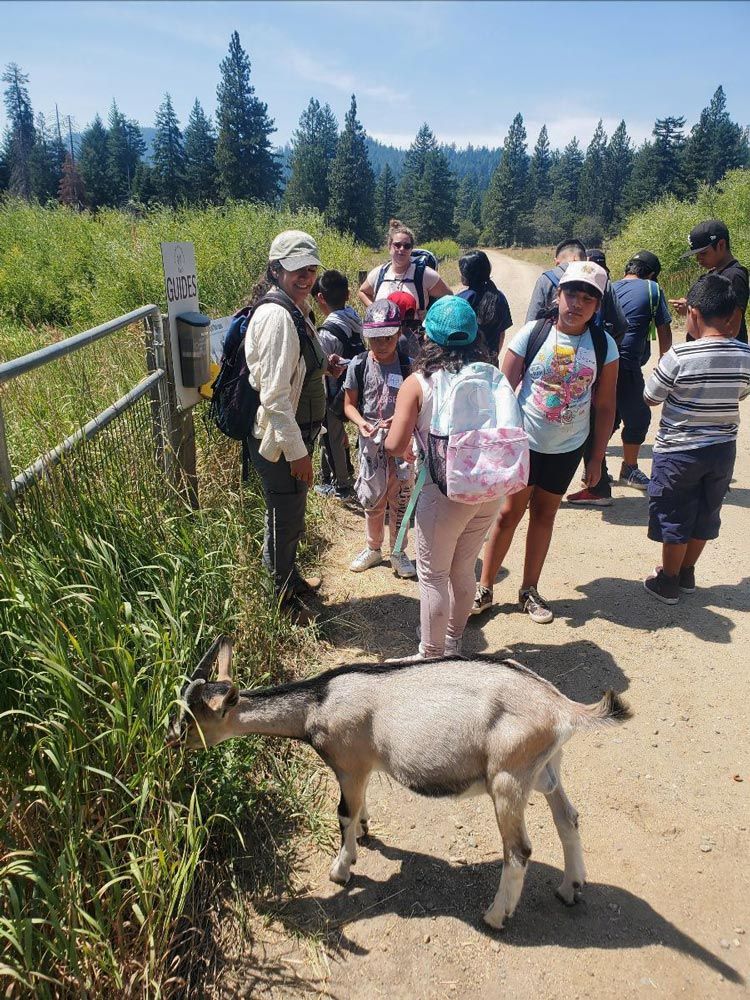 Summer campers hiking with goats at The Crest