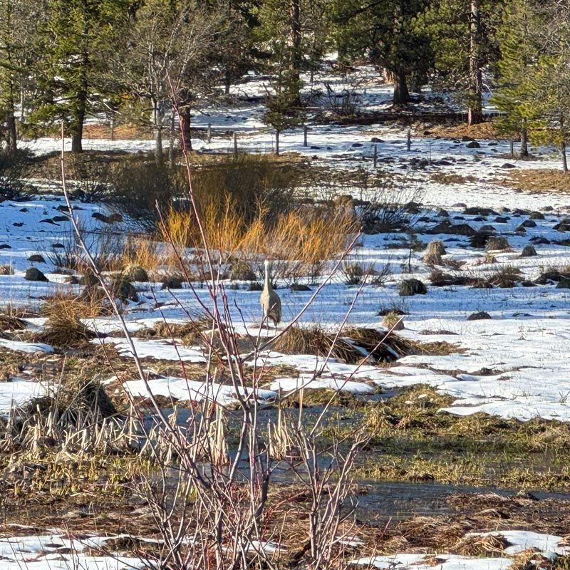 Sandhill Crane standing in patchy snow in wetland area of the ranch