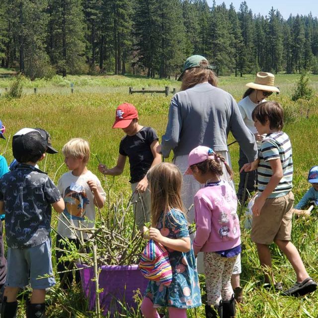 The Crest Nature Day Camp learns how to plant willows for wetland restoration