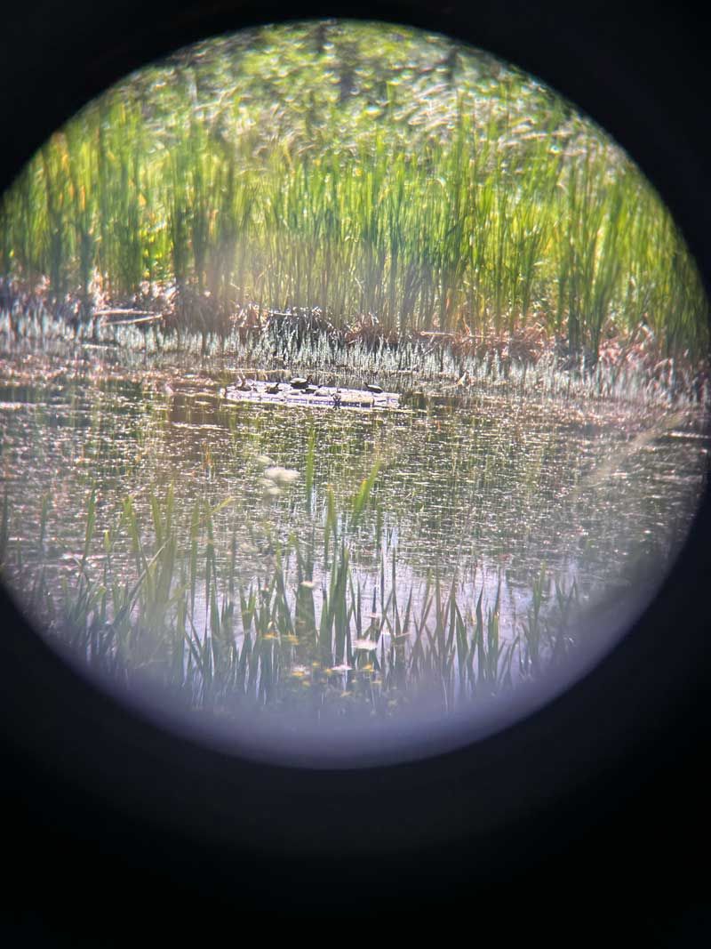 view through binoculars of Turtle Pond