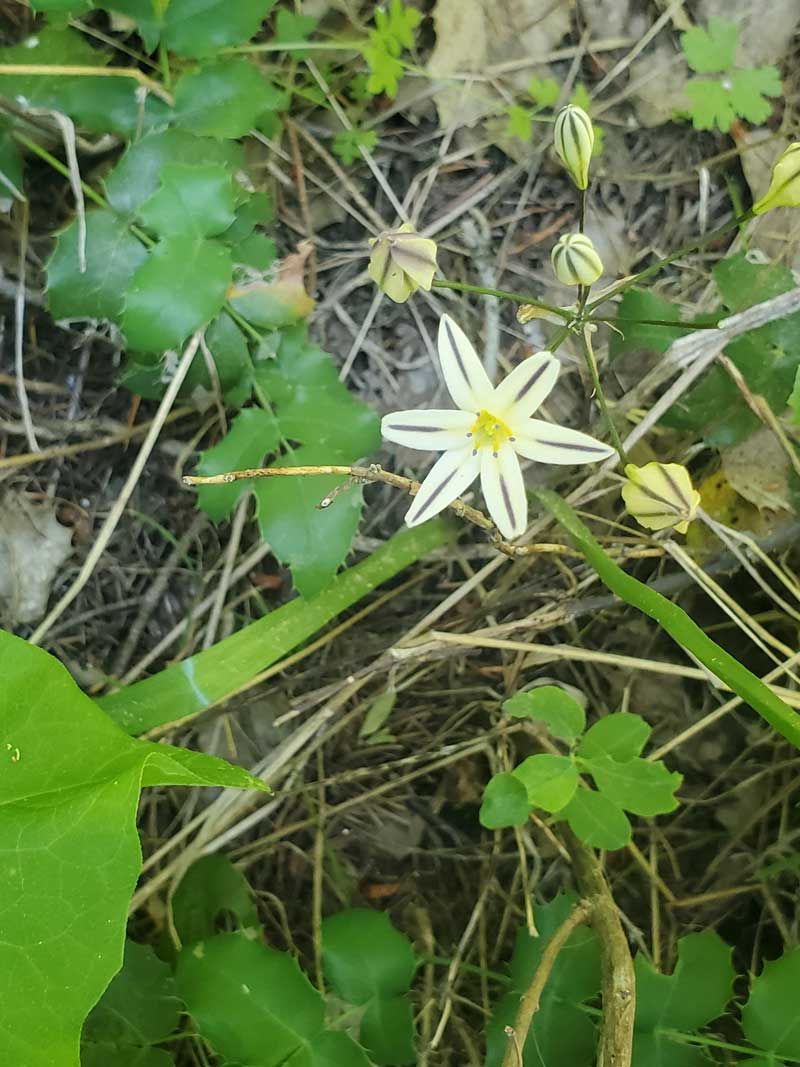 blooming Golden Star, Triteleia ixioides closeup