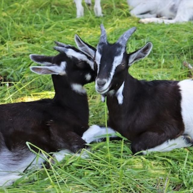 two young black and white alpine goats laying on grass