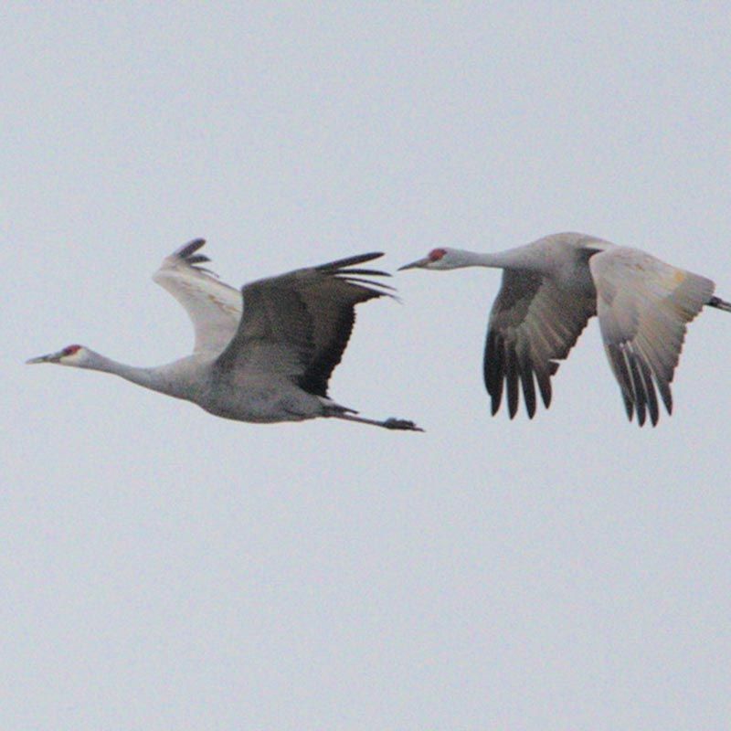 closeup of pair of Sandhill Cranes flying