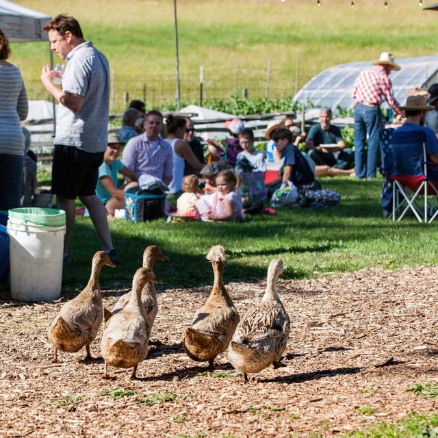 geese joining an event