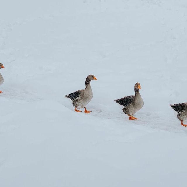 geese walking on snow