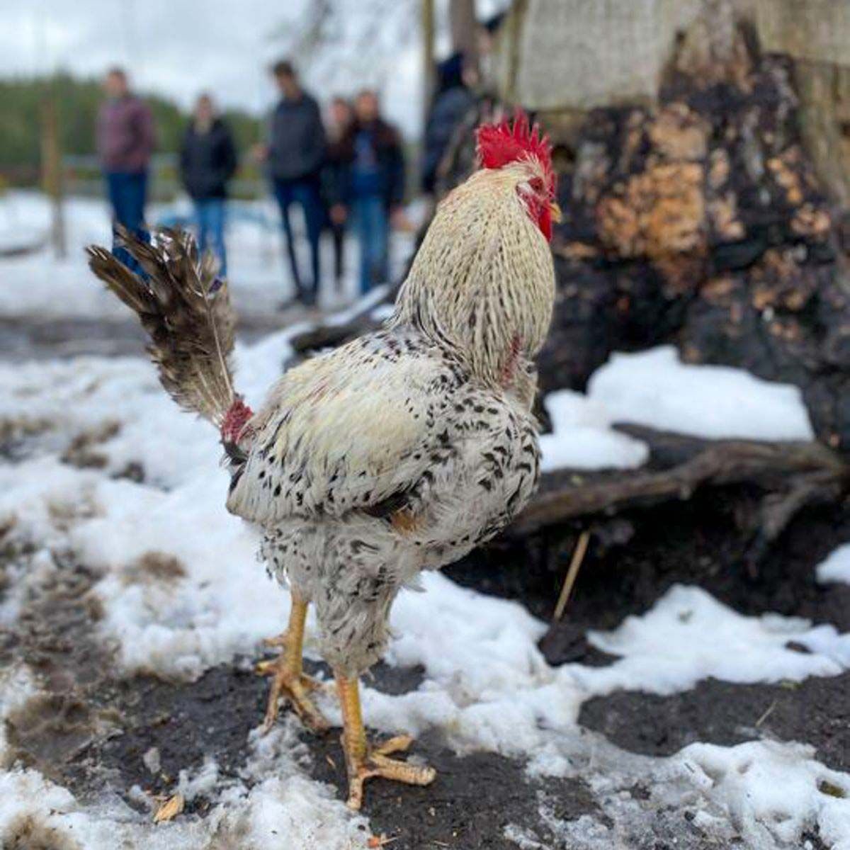 closeup of rooster in patchy snow