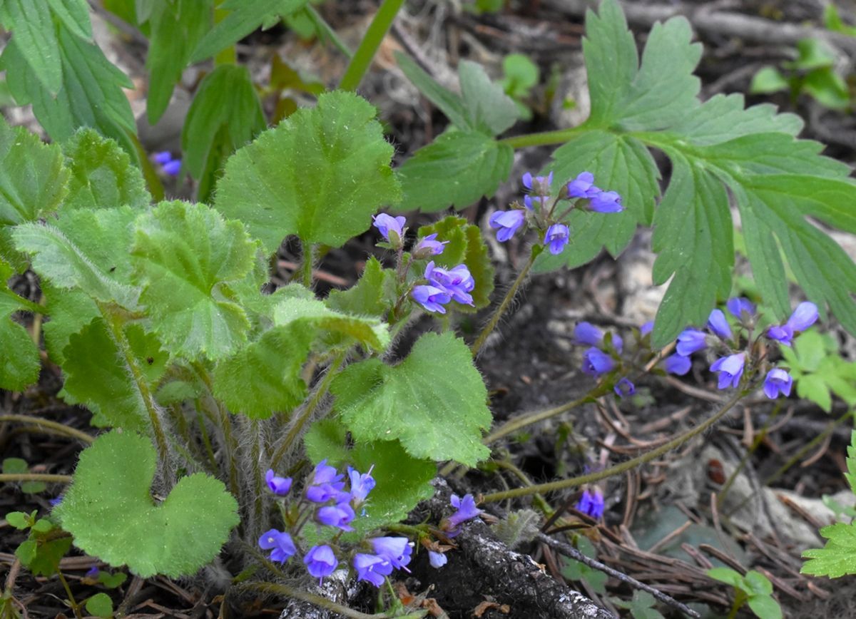 Veronica regina nevalis or Snow Queen flowers closeup