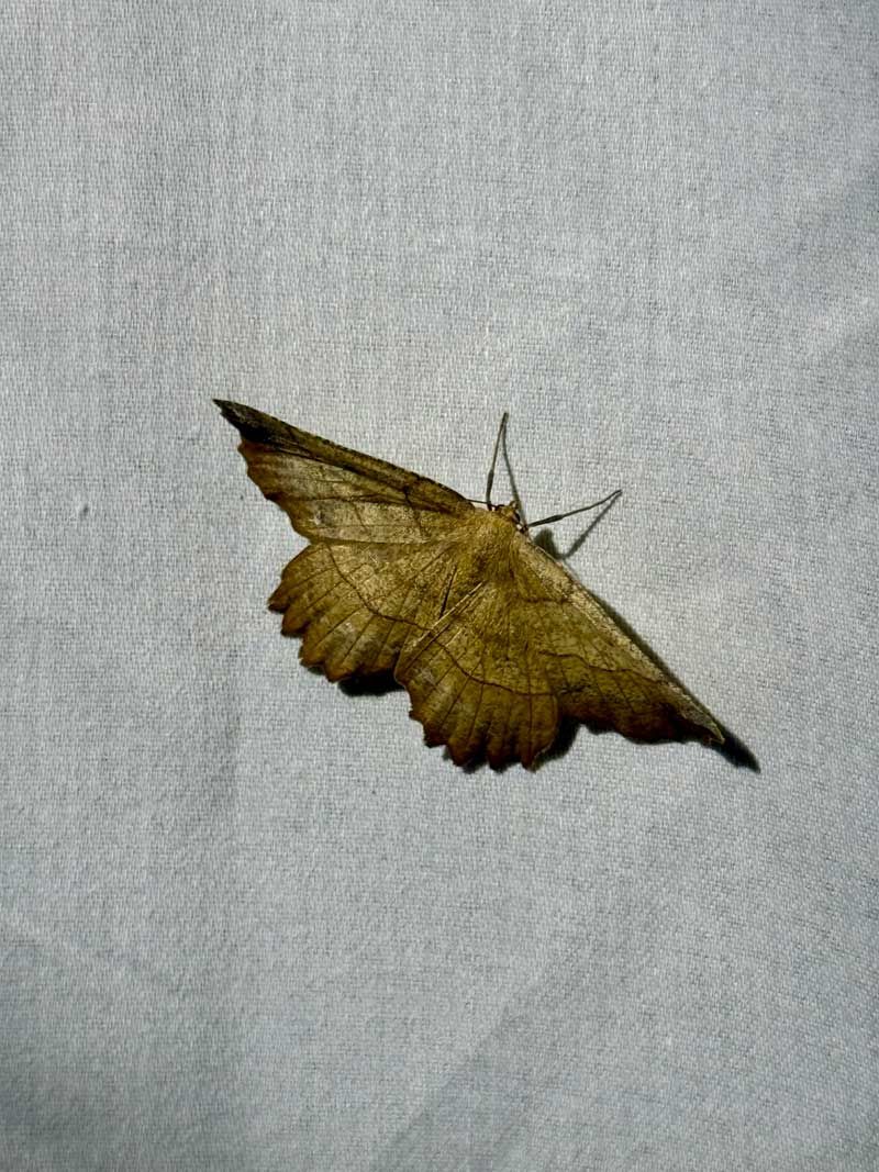 closeup of moth on backlit sheet during Moth Night event at The Crest
