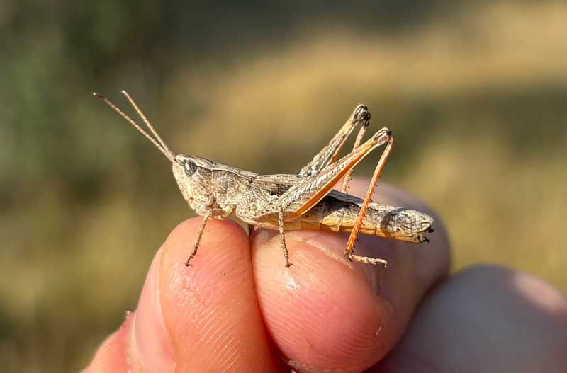 closeup of grasshopper held in hand