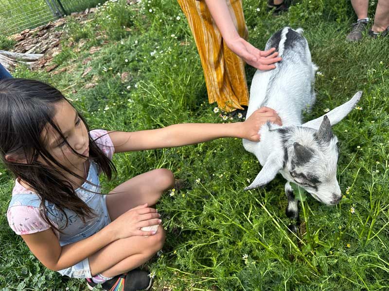 young girl pets baby Alpine goat