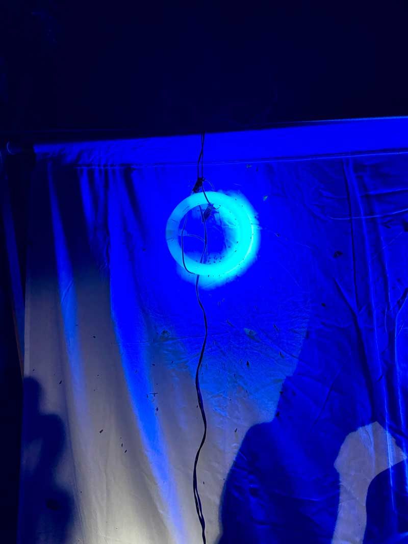 backlit sheets attract moths during Moth Night event