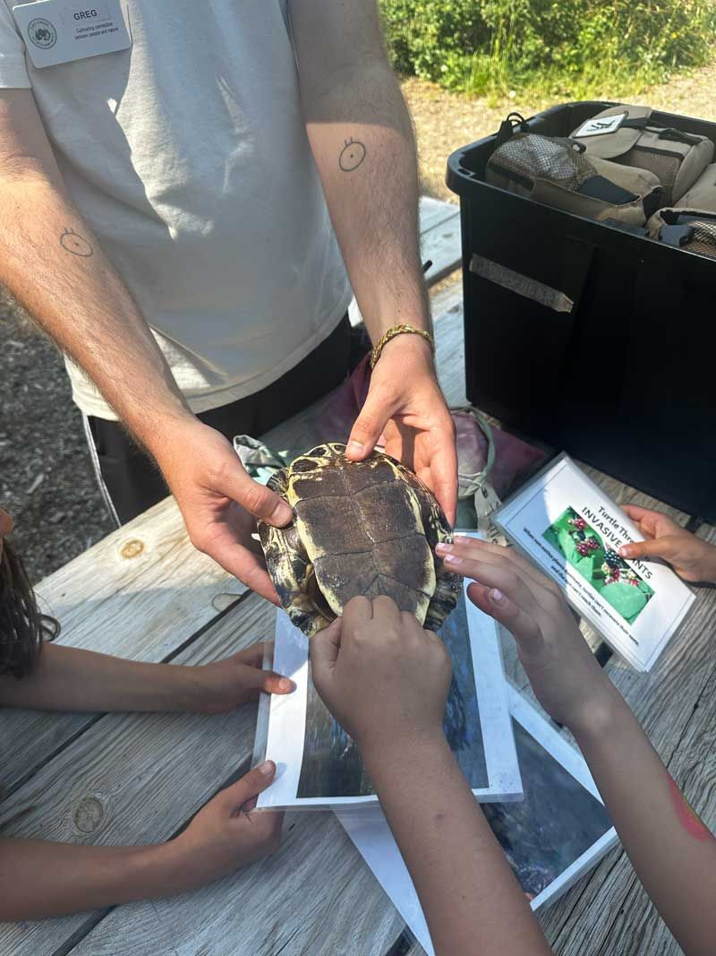 students examine the underside of a live Western Pond Turtle