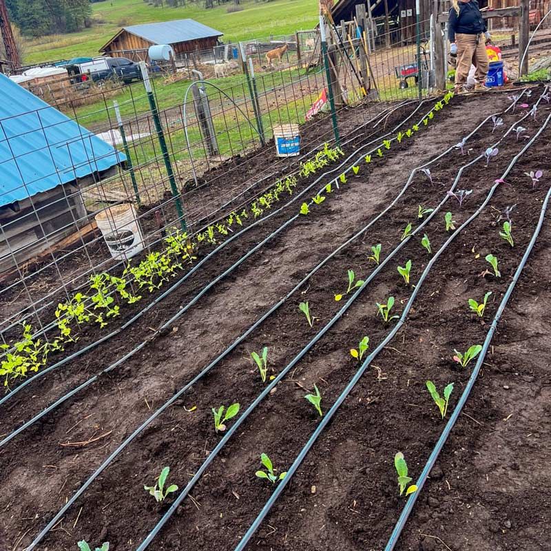 newly planted certified organic garden bed with drip irrigation