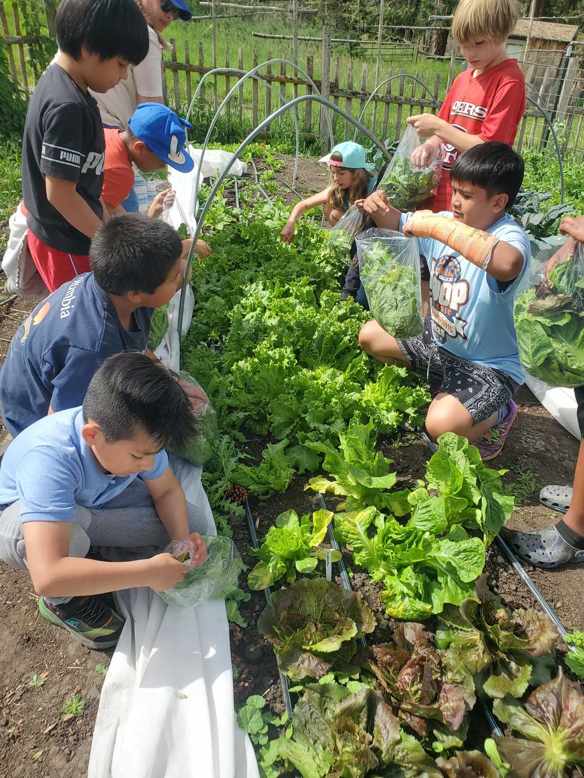 elementary school students picking fresh lettuce during farm tour at The Crest at Willow-Witt Ranch