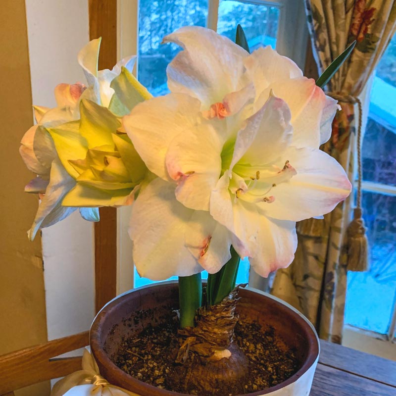 white amaryllis in bloom