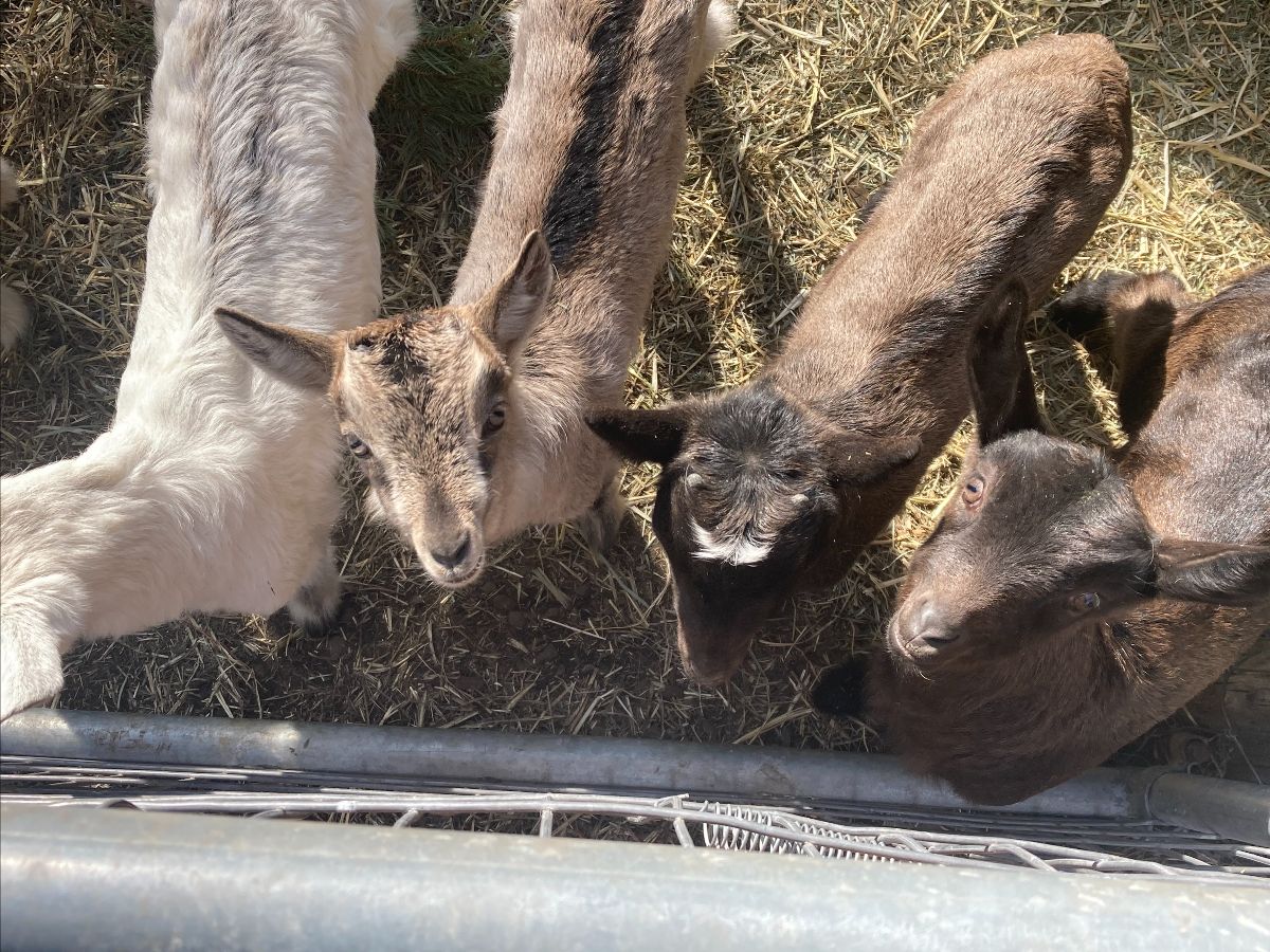 baby goats