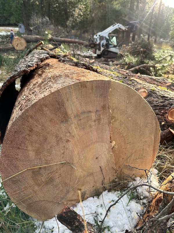felled Ponderosa Pine in barnyard