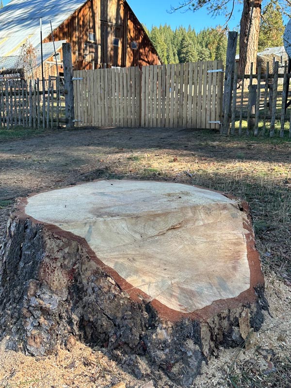 stump of Ponderosa Pine