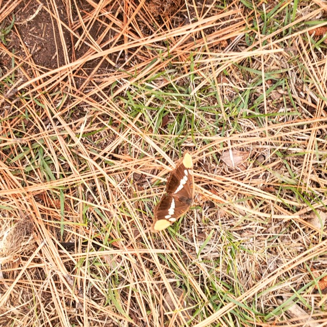 butterfly resting on grass and pine needles