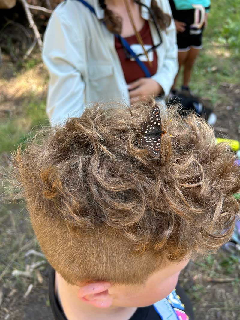 closeup of butterfly resting on top of boy's head