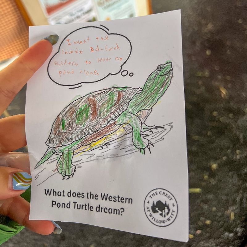 closeup of student colored drawing of what a western pond turtle dreams about