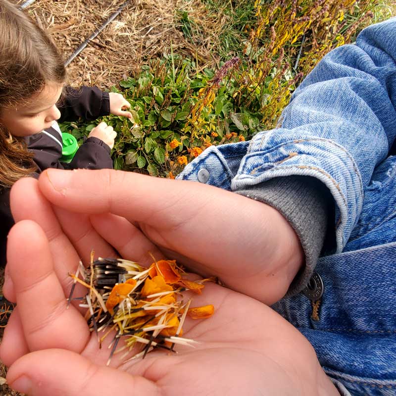 closeup of student holding fresh picked flower seeds