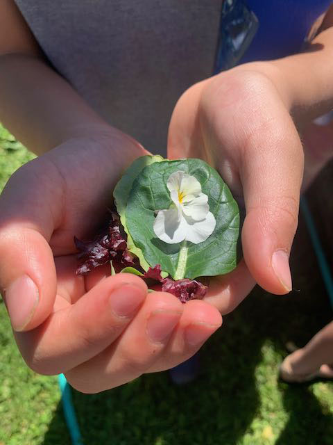 closeup of field trip student hands holding mini-salad of organic greens and edible flowers