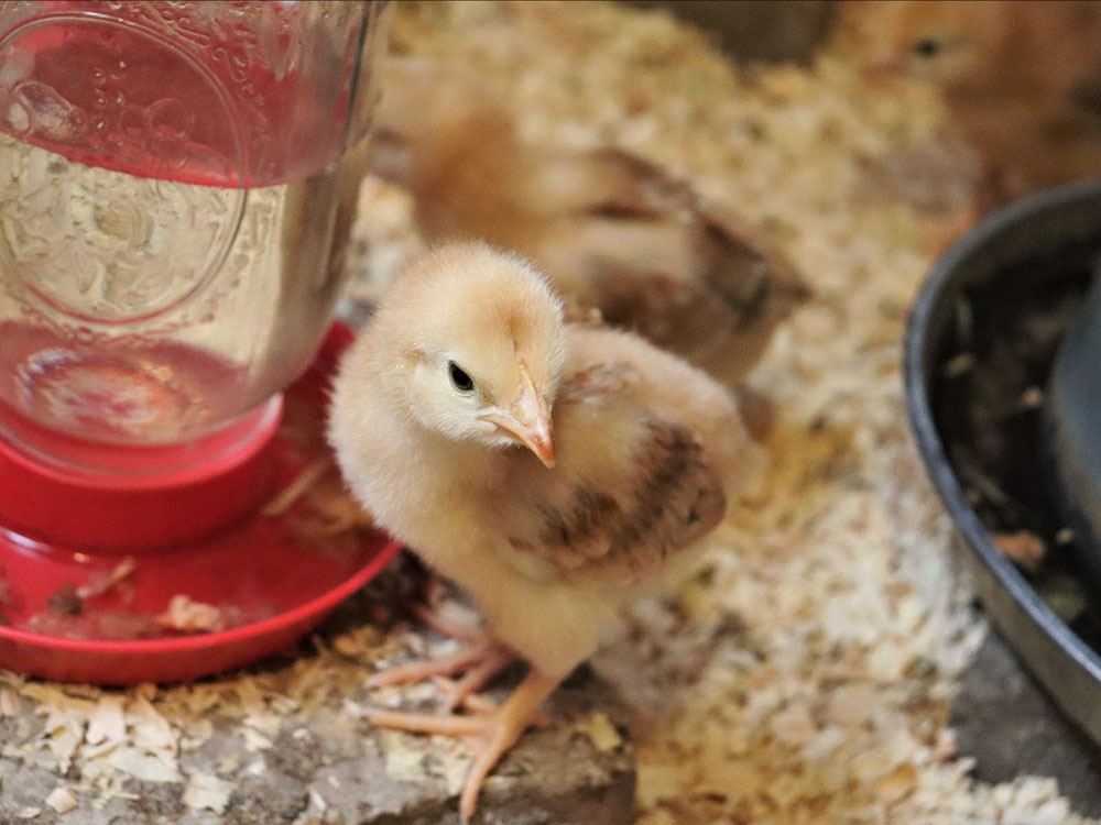 chick standing next to water bowl