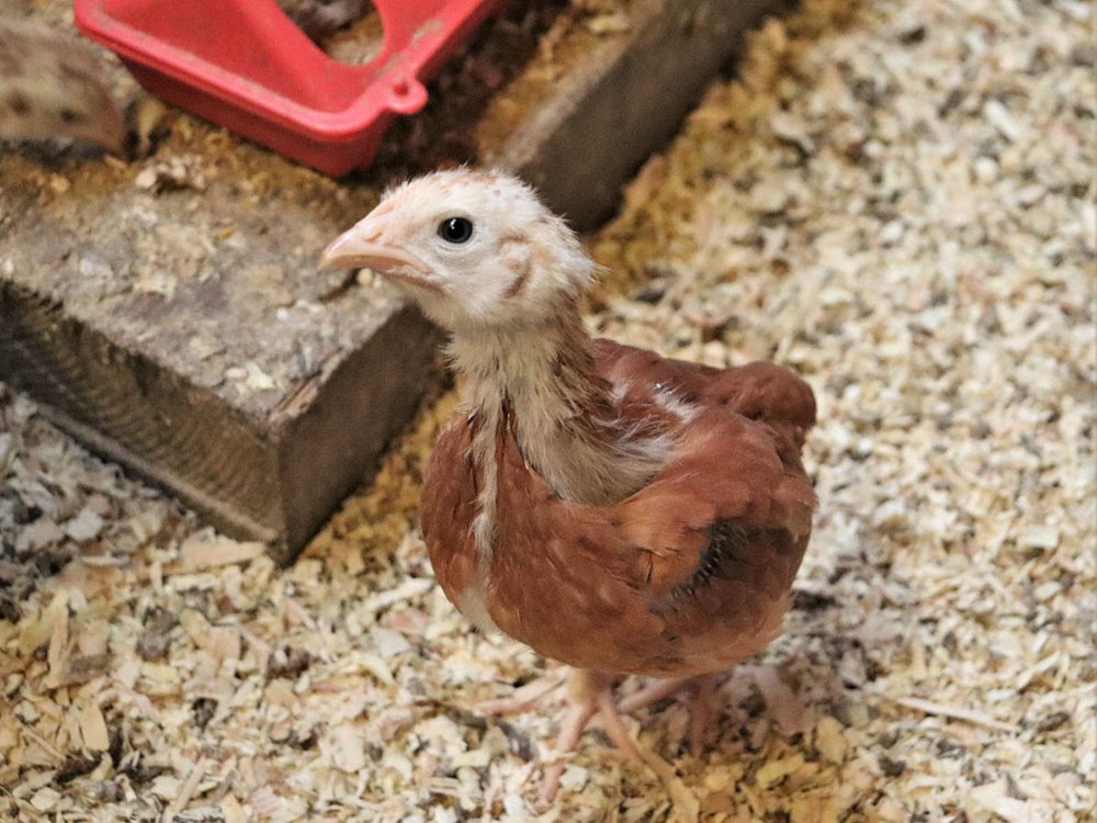 curious chick