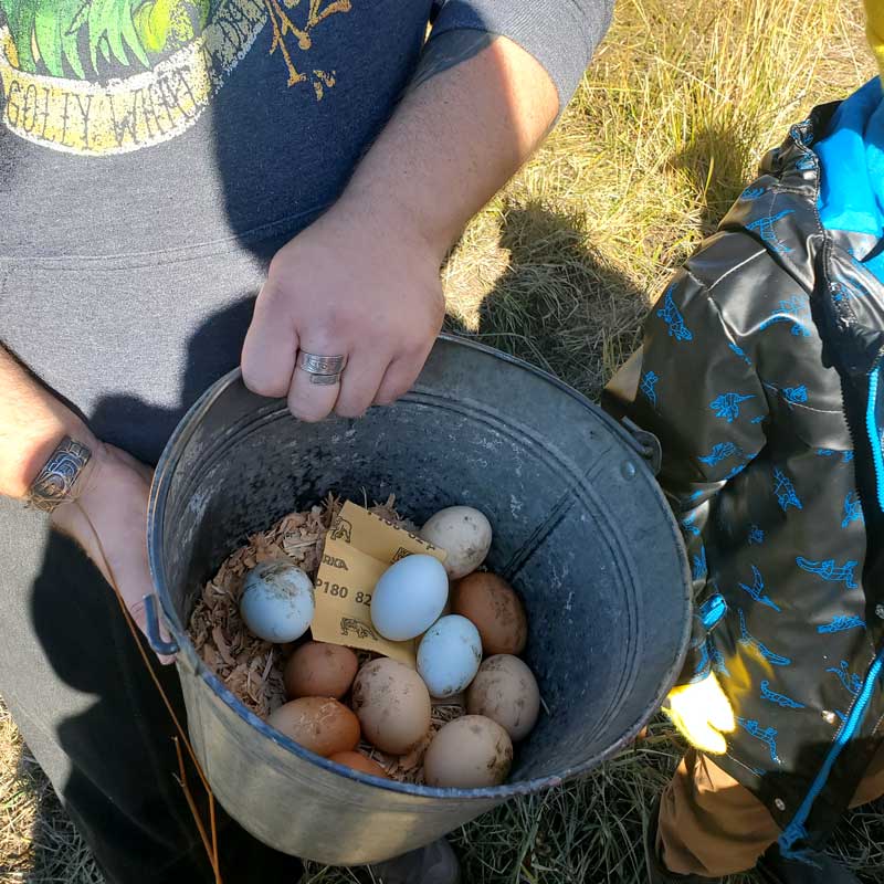 pail of chicken eggs gathered b field trip students