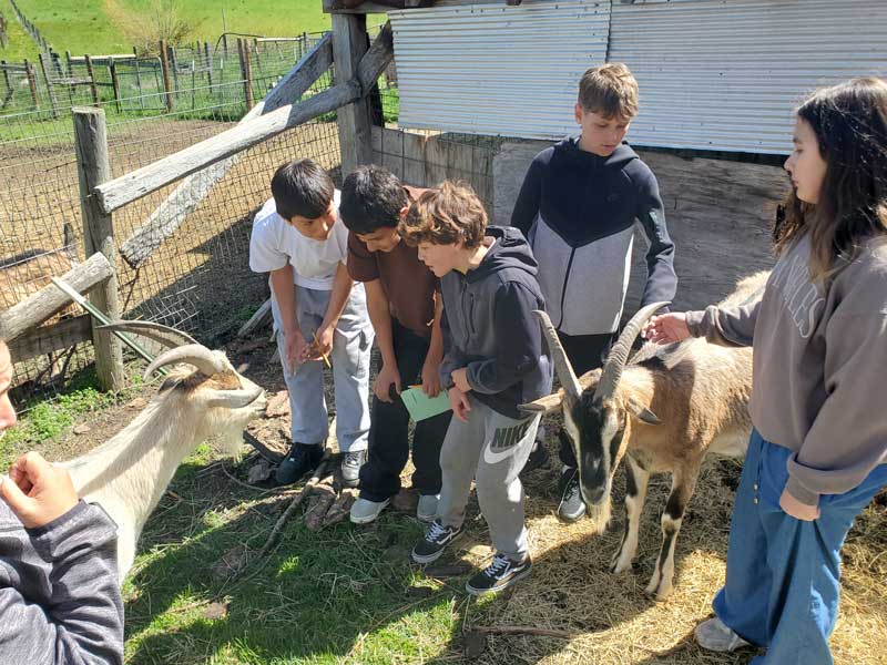 fall field trip students learn about and engage with Alpine Goats